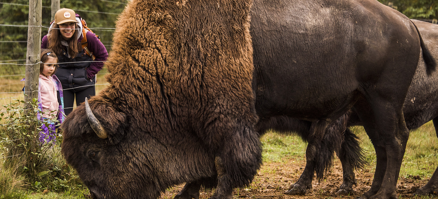 Rocky Mountain Buffalo Ranch Kootenay Rockies Tourism